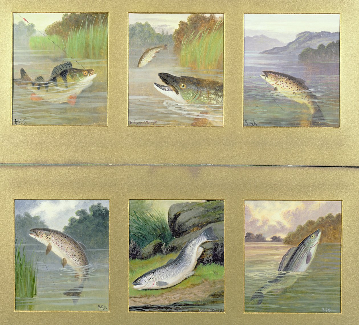 Selection of Fish Paintings by A. Roland Knight