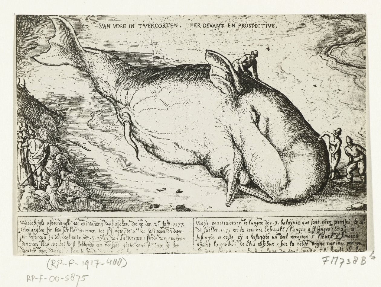 Print of the Stranded Whale at Antwerp, July 2, 1577 by A.B. van Deinse