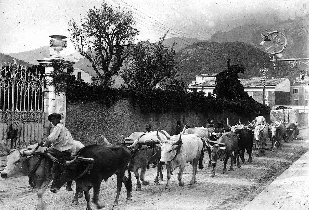 Some oxen used for the transport of marble from the Apuan quarries are made to walk along a road in Carrara by A. Corsini