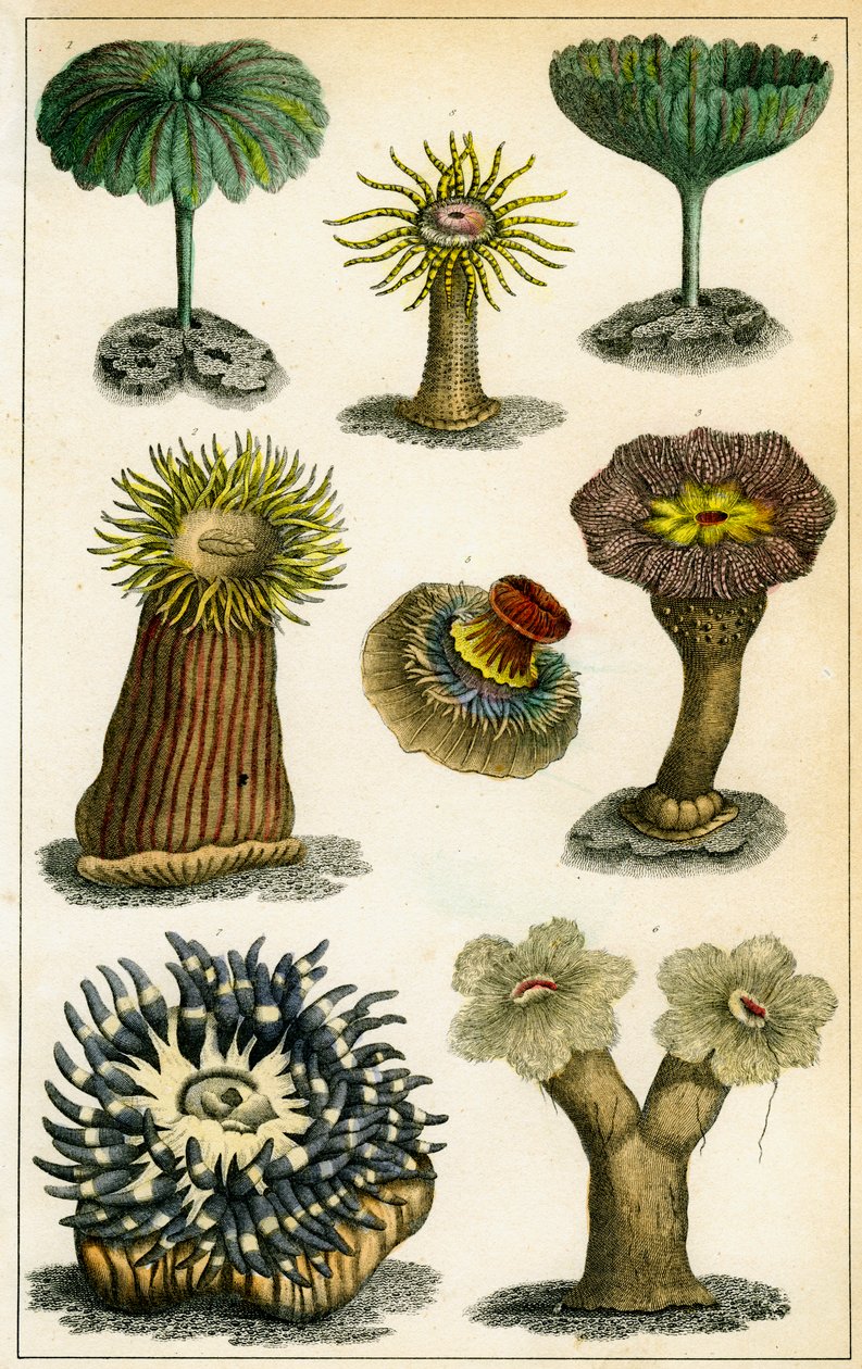 Sea anemones, 19th century by A Fullarton and Co