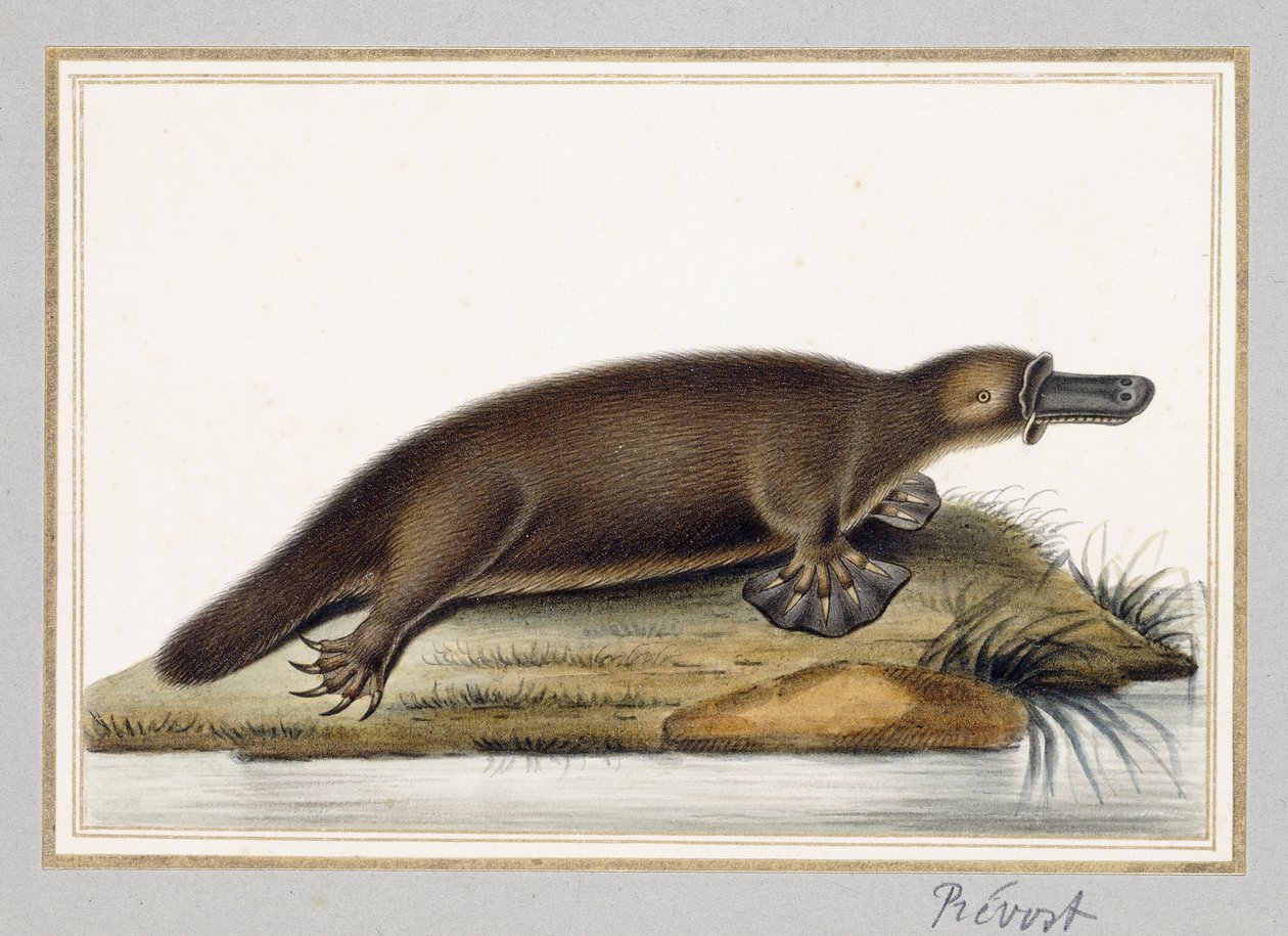 Duck-billed Platypus by A. Prevost
