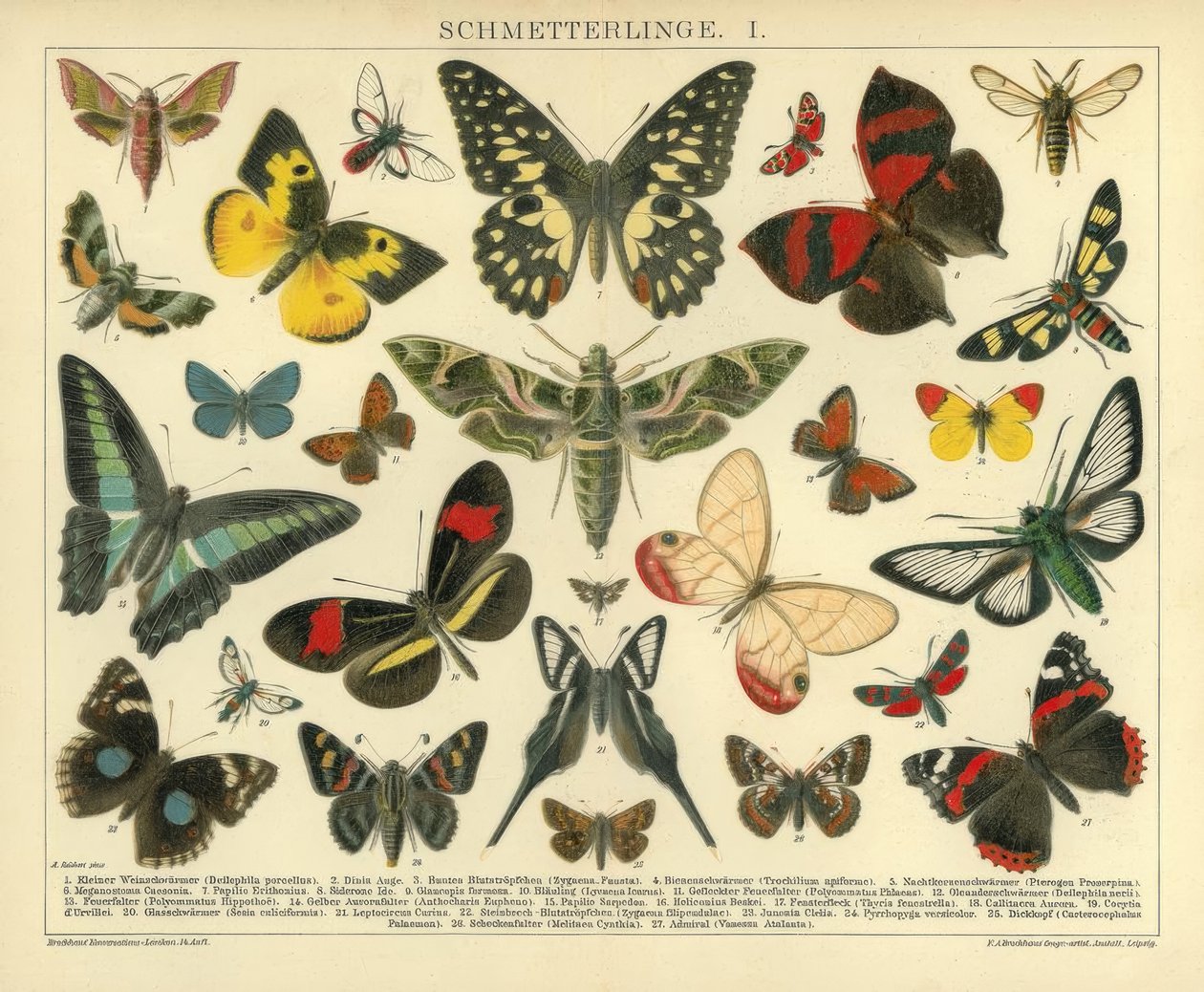 Butterflies. I. by A. Reichert