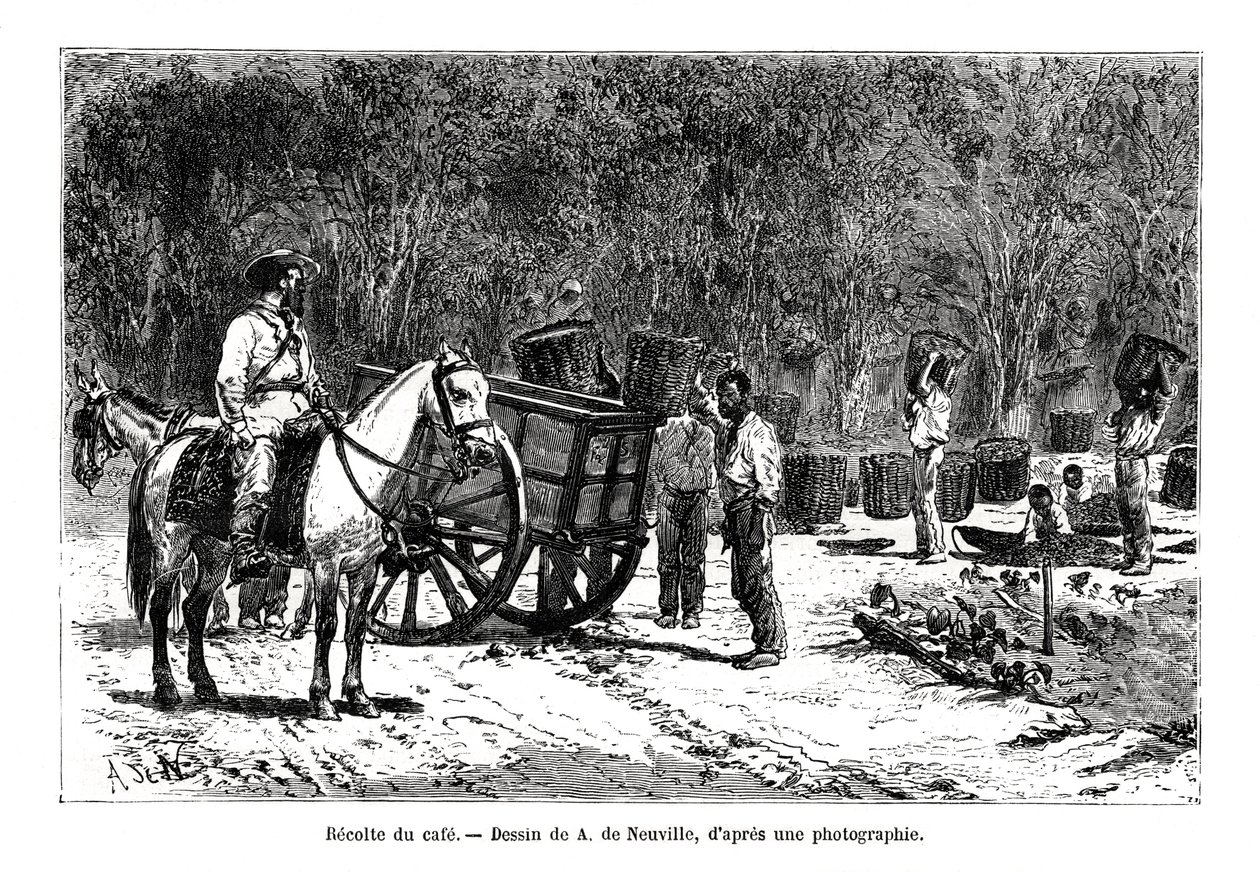Harvesting the Coffee, Brazil, 19th Century by A. de Neuville