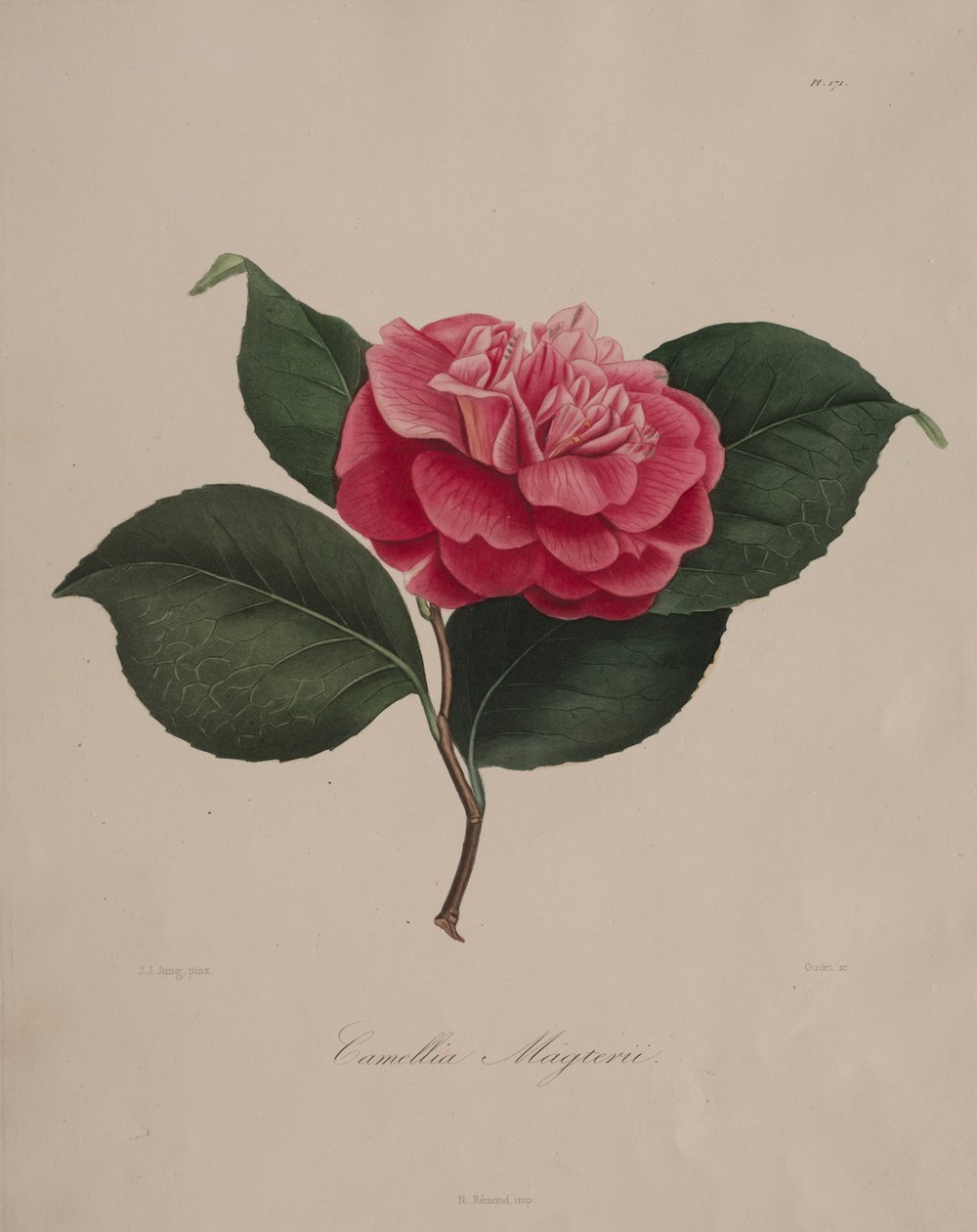 Iconography of the Camellia Genus: No. 171 by Abbé Laurent Berlèse