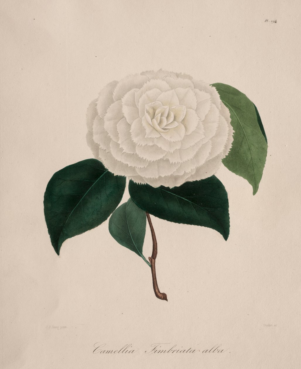 Iconography of the Genus Camellia: No. 194 by Abbé Laurent Berlèse