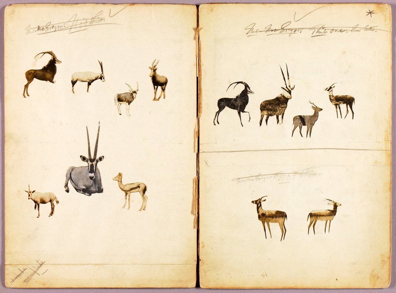 Antelopes, study folder for book Concealing Coloration in the Animal Kingdom by Abbott Handerson Thayer
