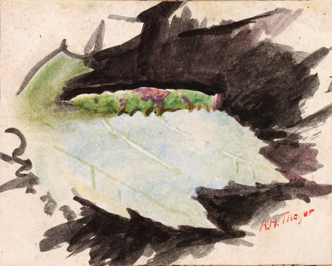 Heterocampa Biundata, study for book Concealing Coloration in the Animal Kingdom by Abbott Handerson Thayer