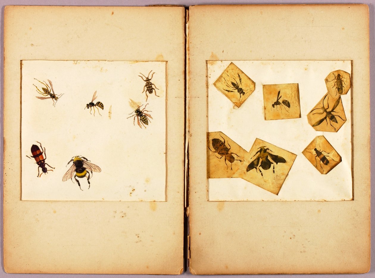 INSECTS--Colored (Best Bumblebees...), study folder for book Concealing Coloration in the Animal Kingdom by Abbott Handerson Thayer