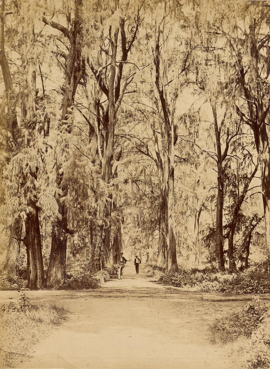 Mexico. Grove of Chapultepec, Near Mexico by Abel Briquet