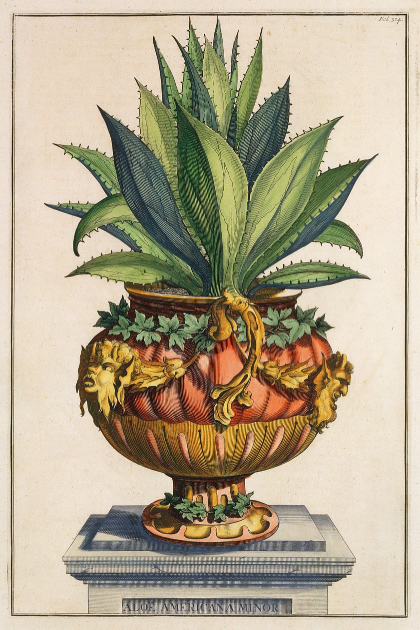 Aloe Americana Minor, from 