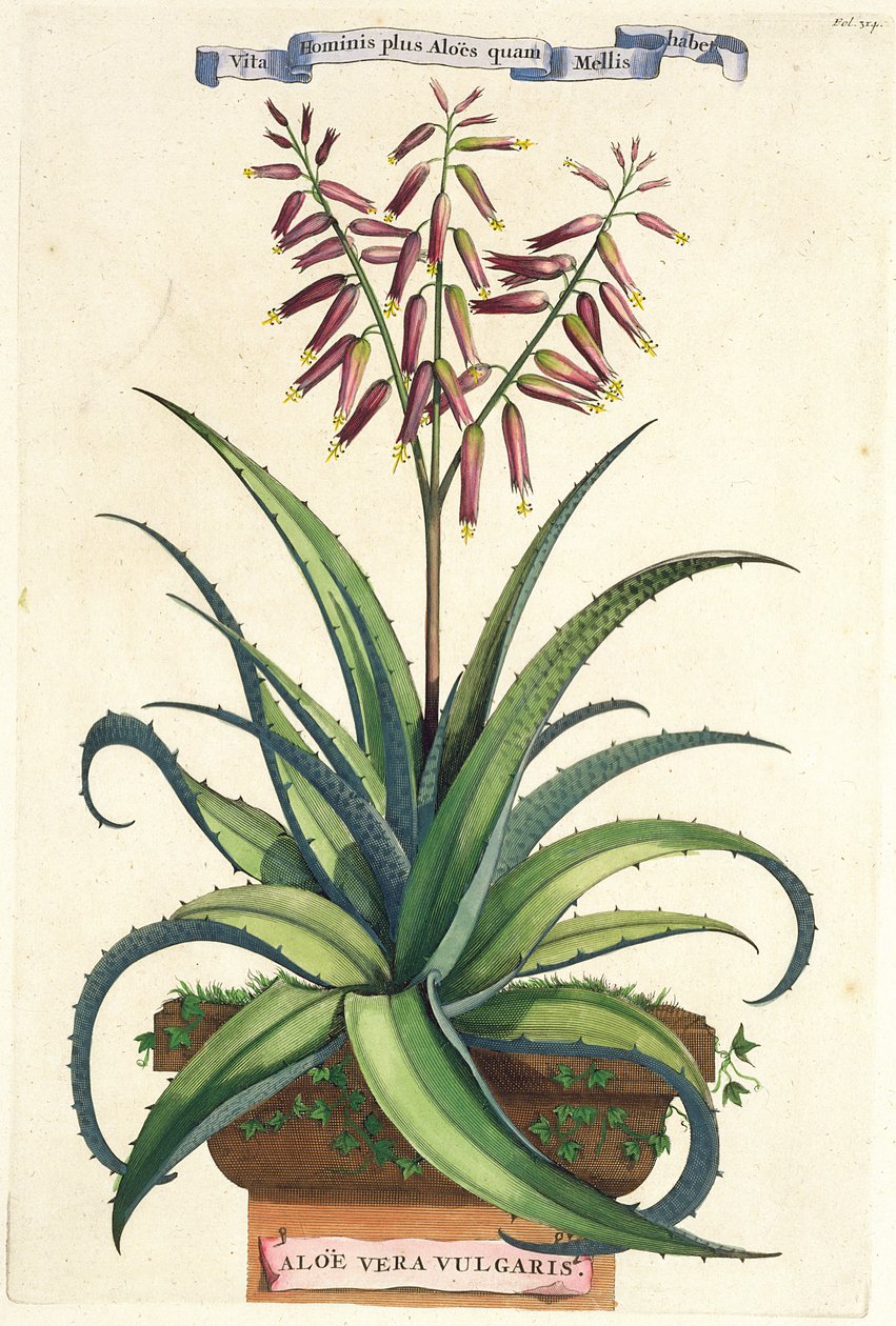 Aloe Vera Vulgaris, from 