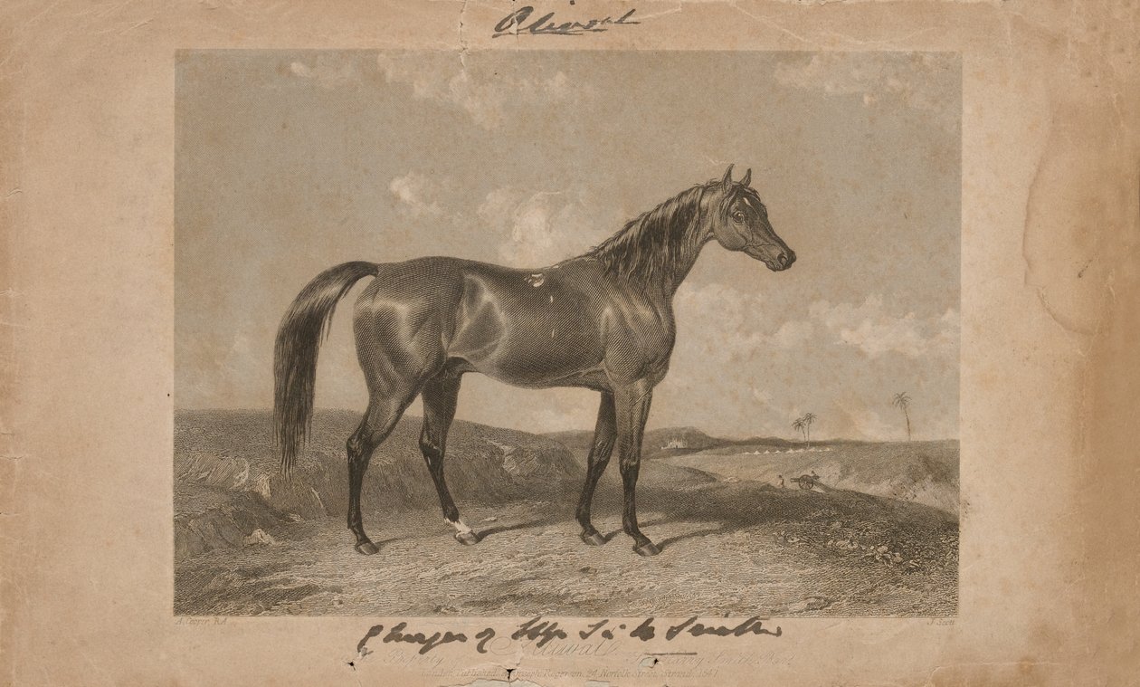 Aliwal, the property of Sir Harry Smith, Bart by Abraham (after) Cooper