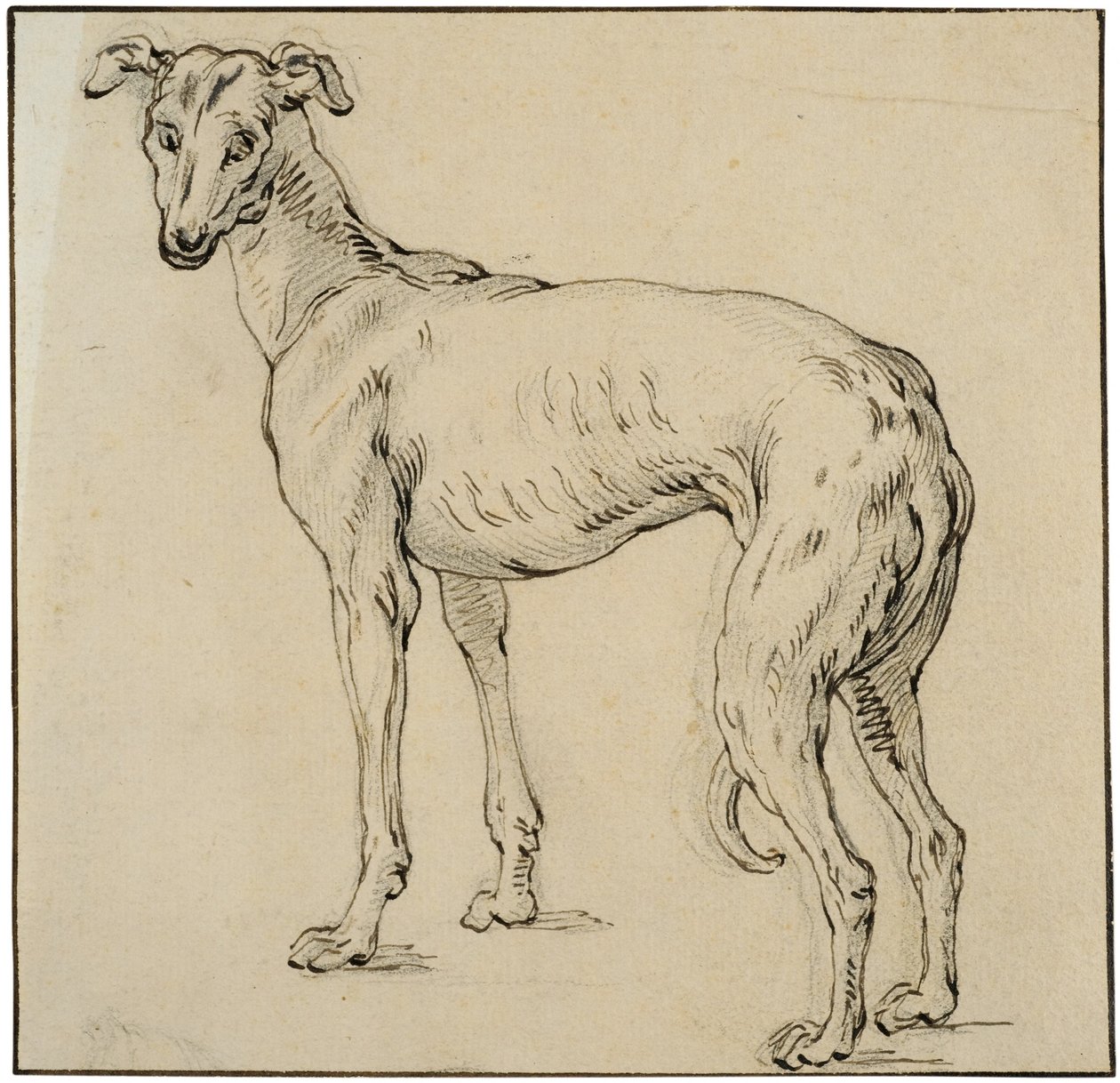 Greyhound by Abraham Bloemaert
