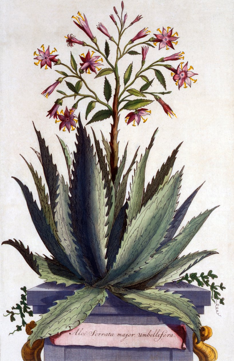 Aloe Serrata Major Umbellifera, from 