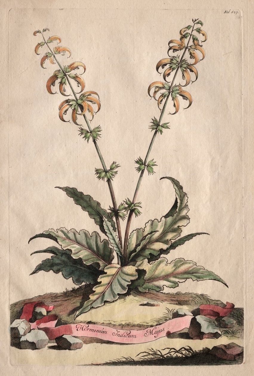 Phytographia Curiosa: Horminum Indicum Majus by Abraham Munting