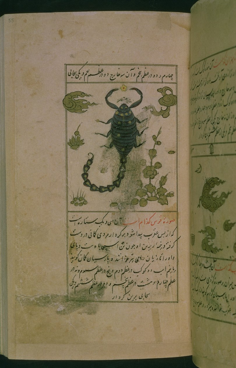 Constellations of the zodiac: Scorpio, the Scorpion, from Talim dar marifat i taqvuim, 1498 (903 Hijra) by Abu Jafar al Tabari