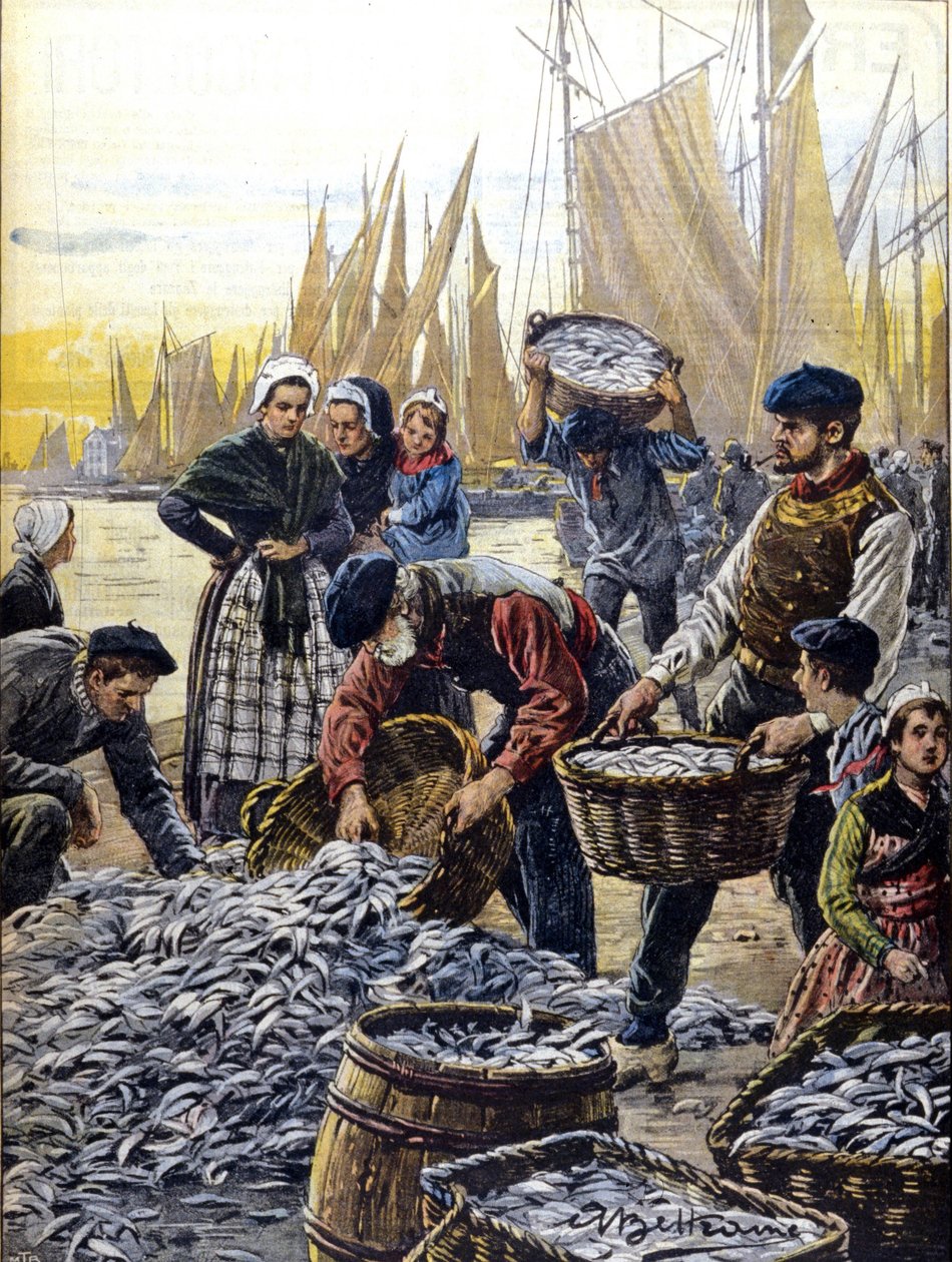 Sardine fishing in Brittany in 1903 illustration by Achille Beltrame by Achille Beltrame
