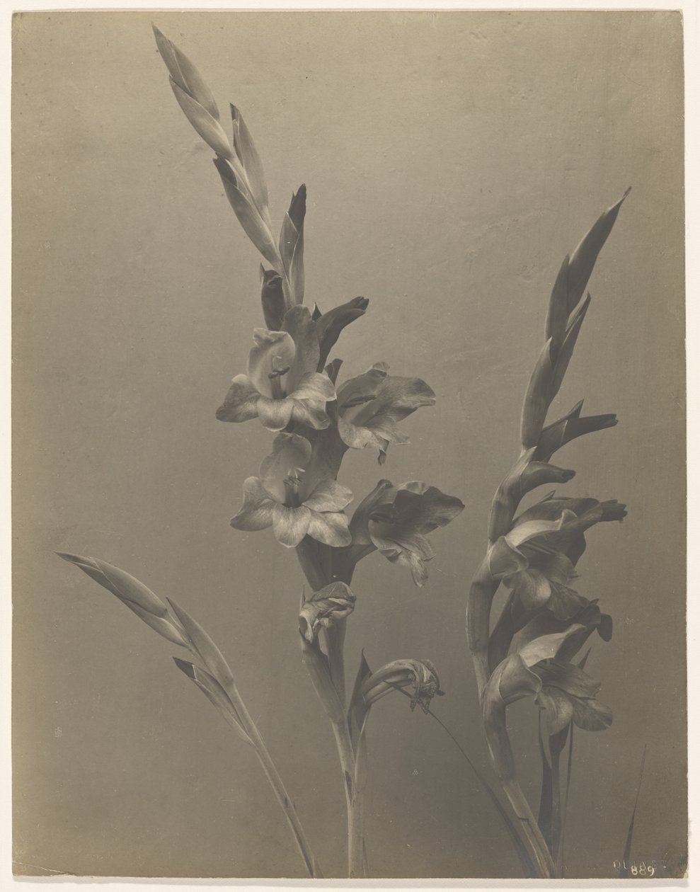 Gladiolus by Achille Quinet
