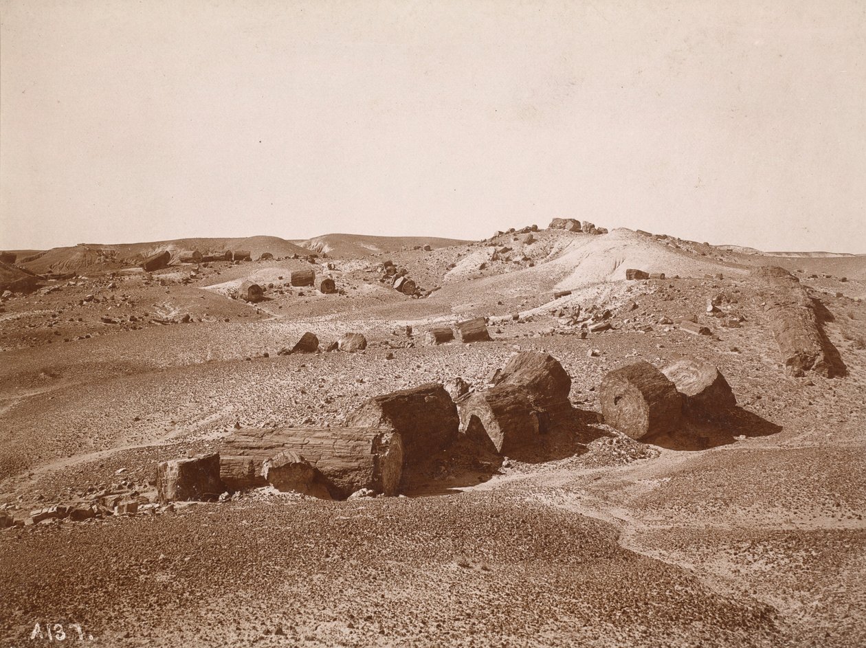 In the Petrified Forest (General View, Middle Park) by Adam Clark Vroman