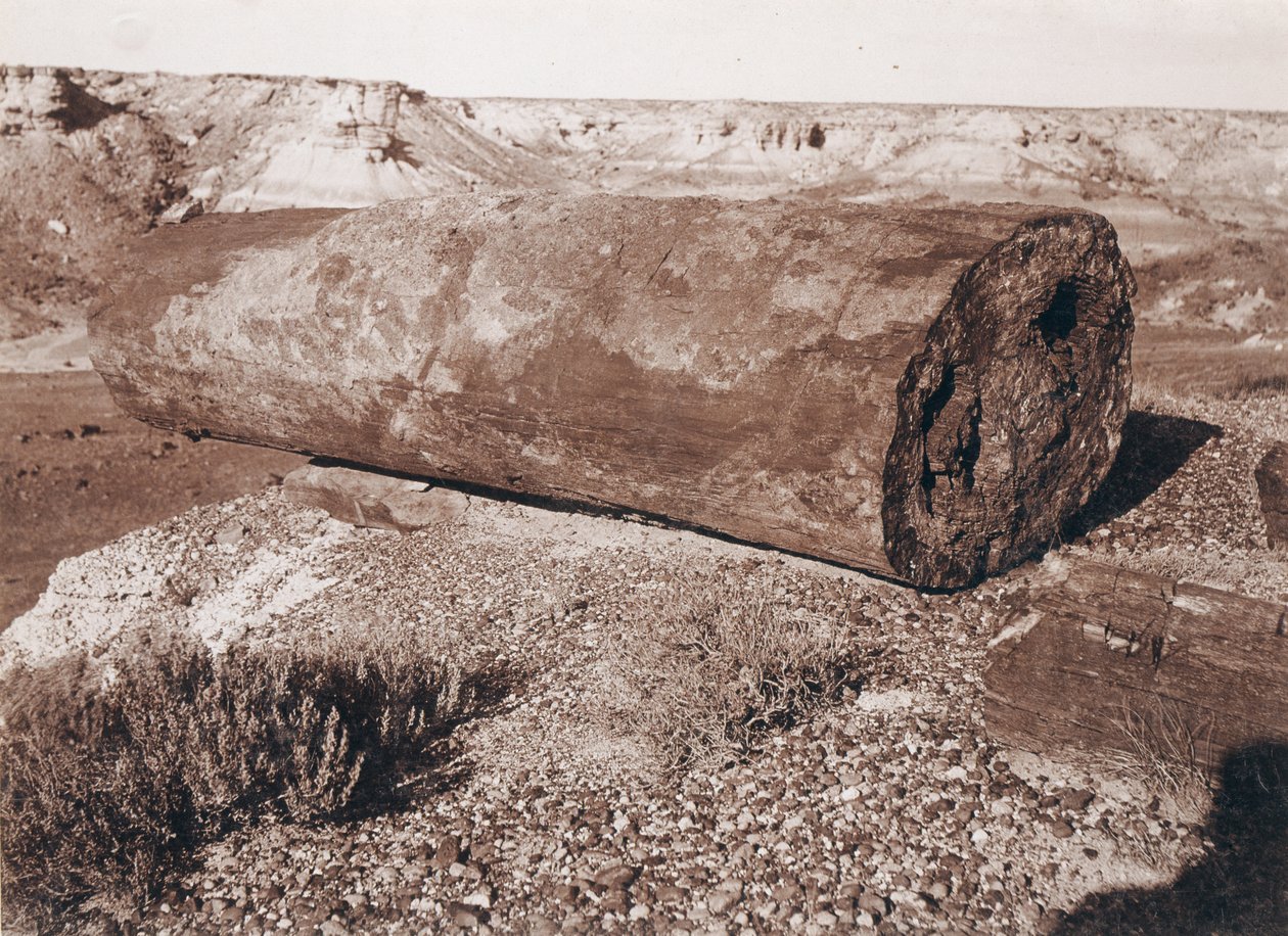 The Big Log Cannon in the Petrified Forest by Adam Clark Vroman