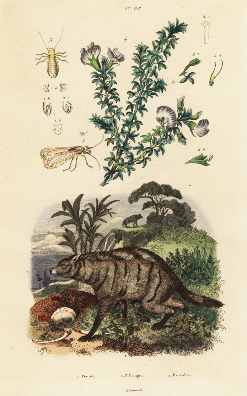 Aardwolf, Arabian Pea and Louse by Adolph (after) Fries