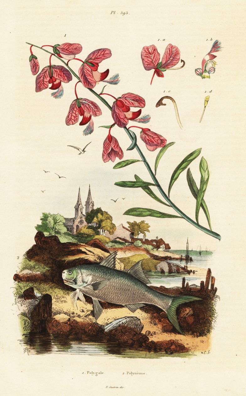 Cape Milkwood and Paradise Threadfin by Adolph (after) Fries