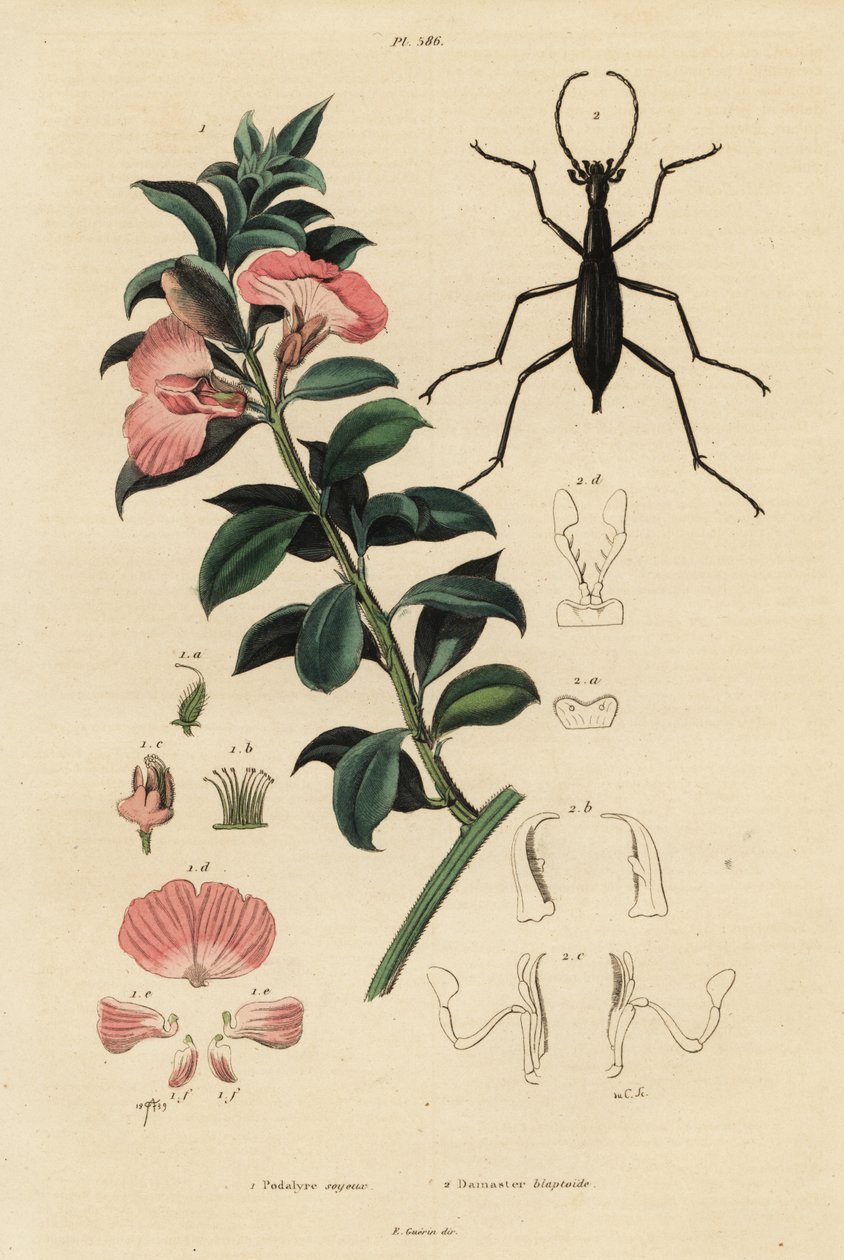 Cape Satin Bush and Beetle by Adolph (after) Fries