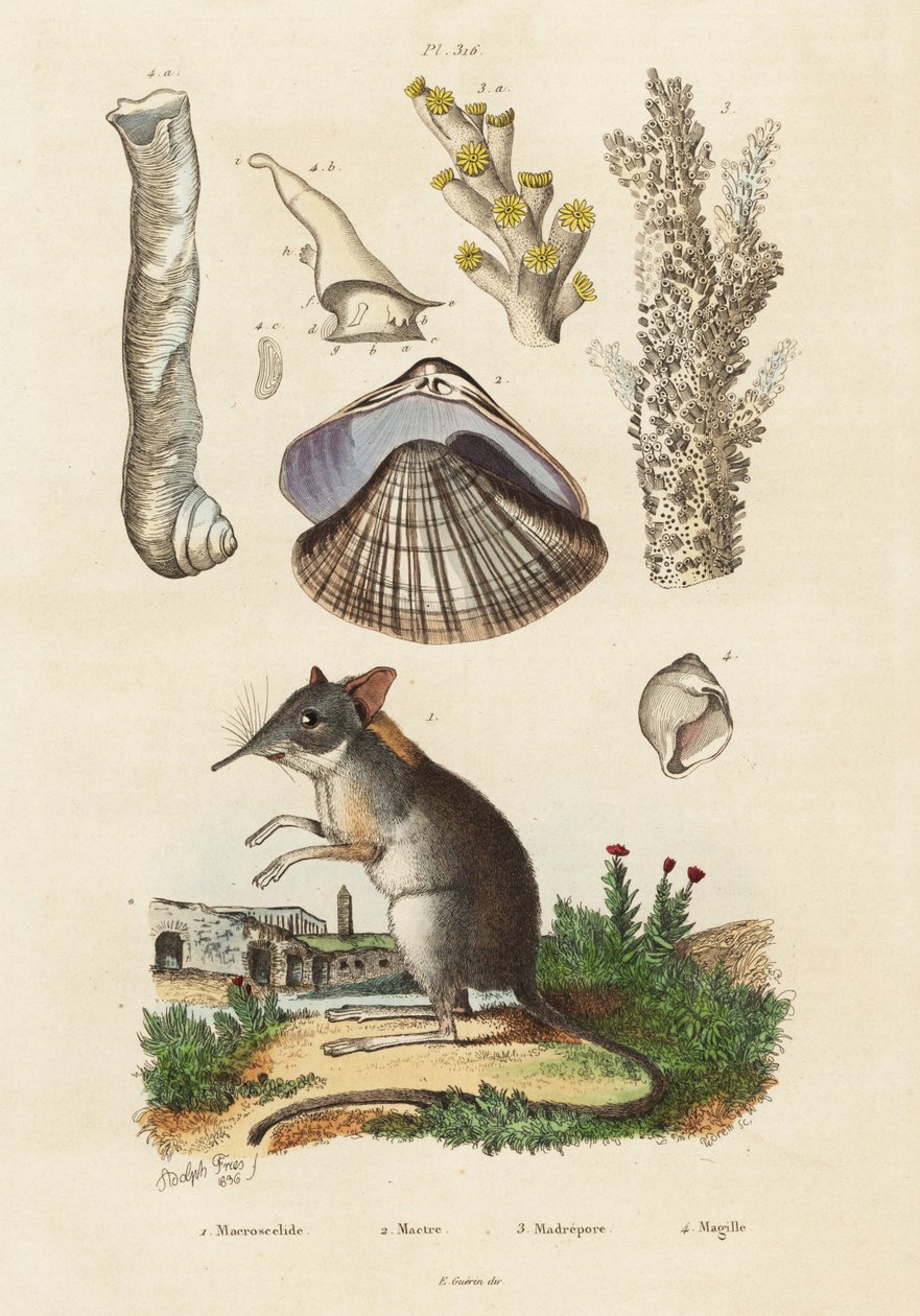 Elephant shrew, clam and corals (engraving) by Adolph (after) Fries