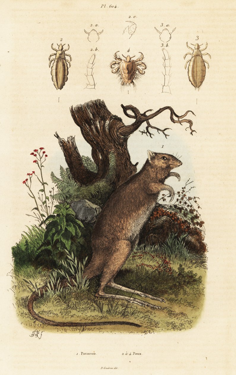 Long-Footed Potoroo and Lice Species by Adolph (after) Fries