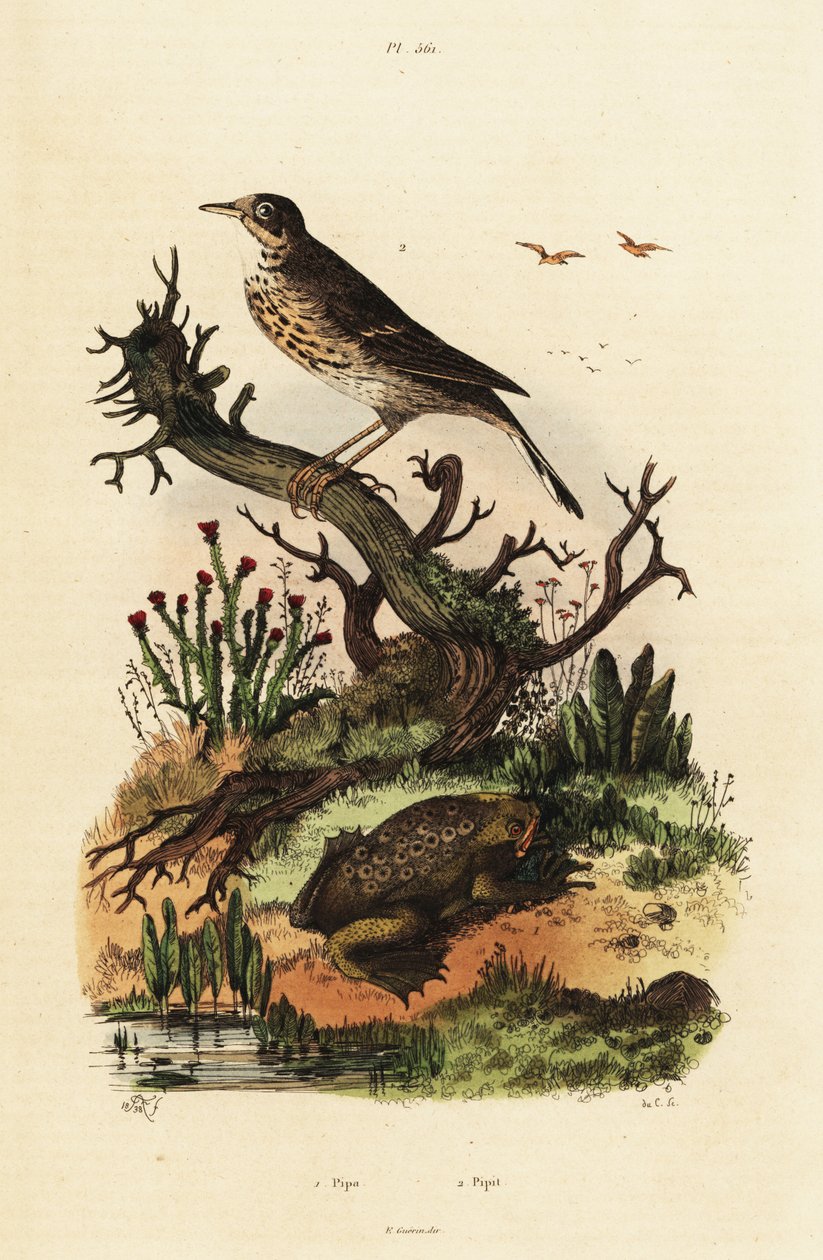 Meadow pipit and Suriname toad by Adolph (after) Fries