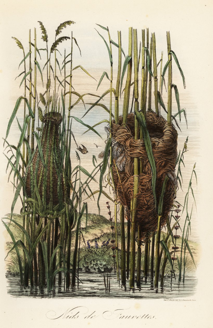 Nests of the Streaked Fantail Warbler, Cisticola juncidis, and Reed Warbler, Acrocephalus scirpaceus by Adolph (after) Fries