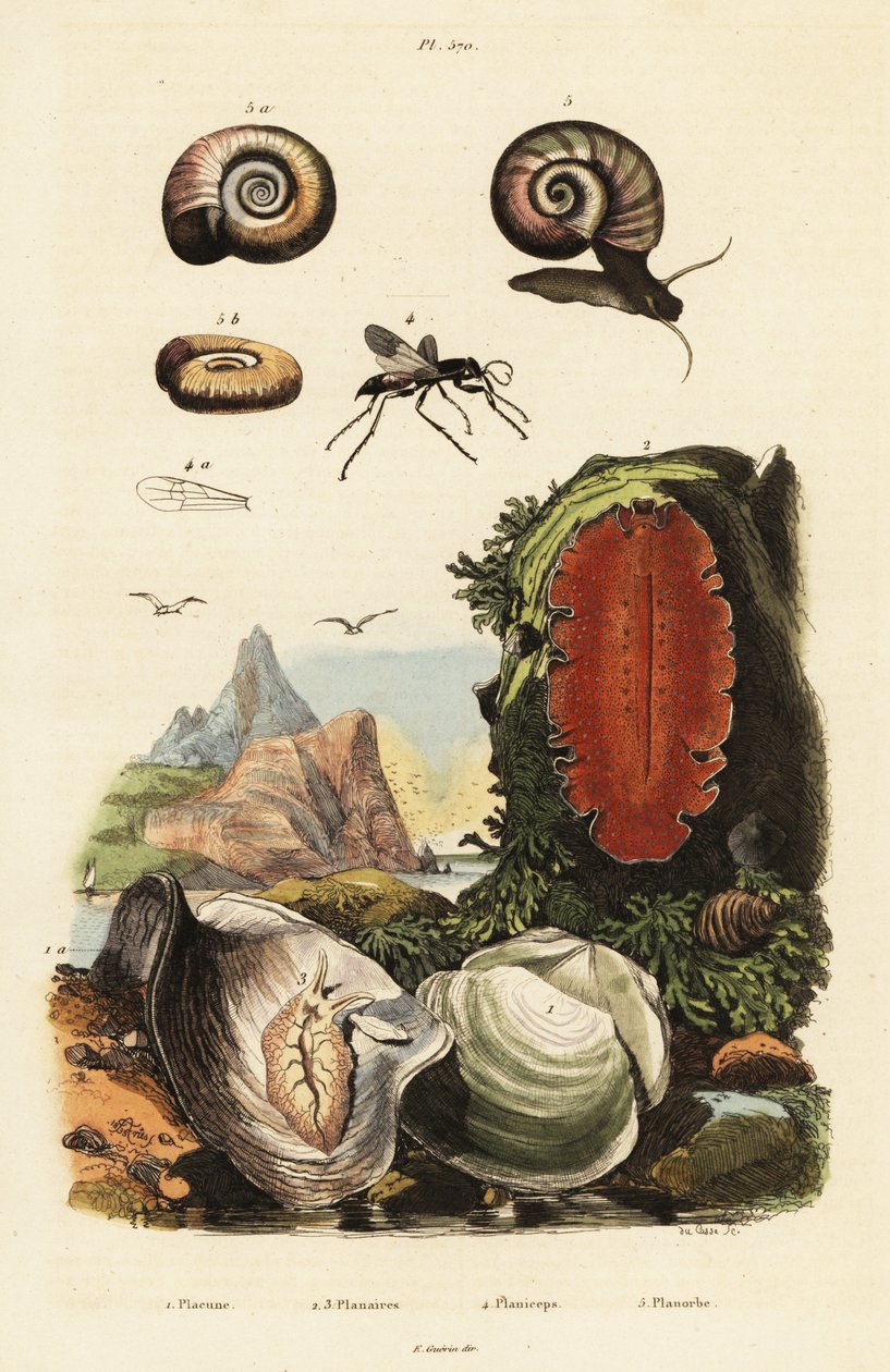 Oyster, Spider Wasp and Snail by Adolph (after) Fries