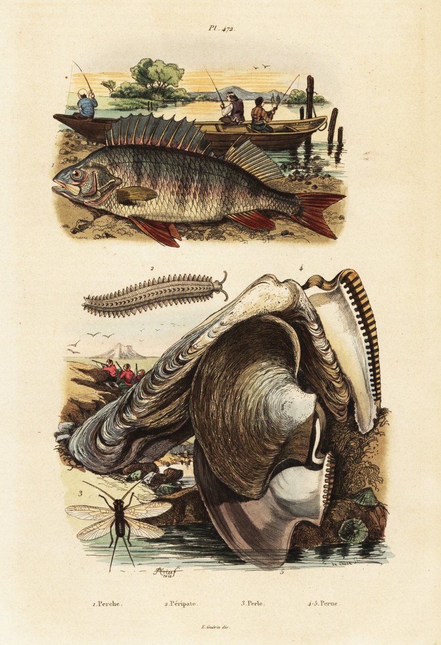 Perch, pearl oyster, velvet worm and lacewing by Adolph (after) Fries