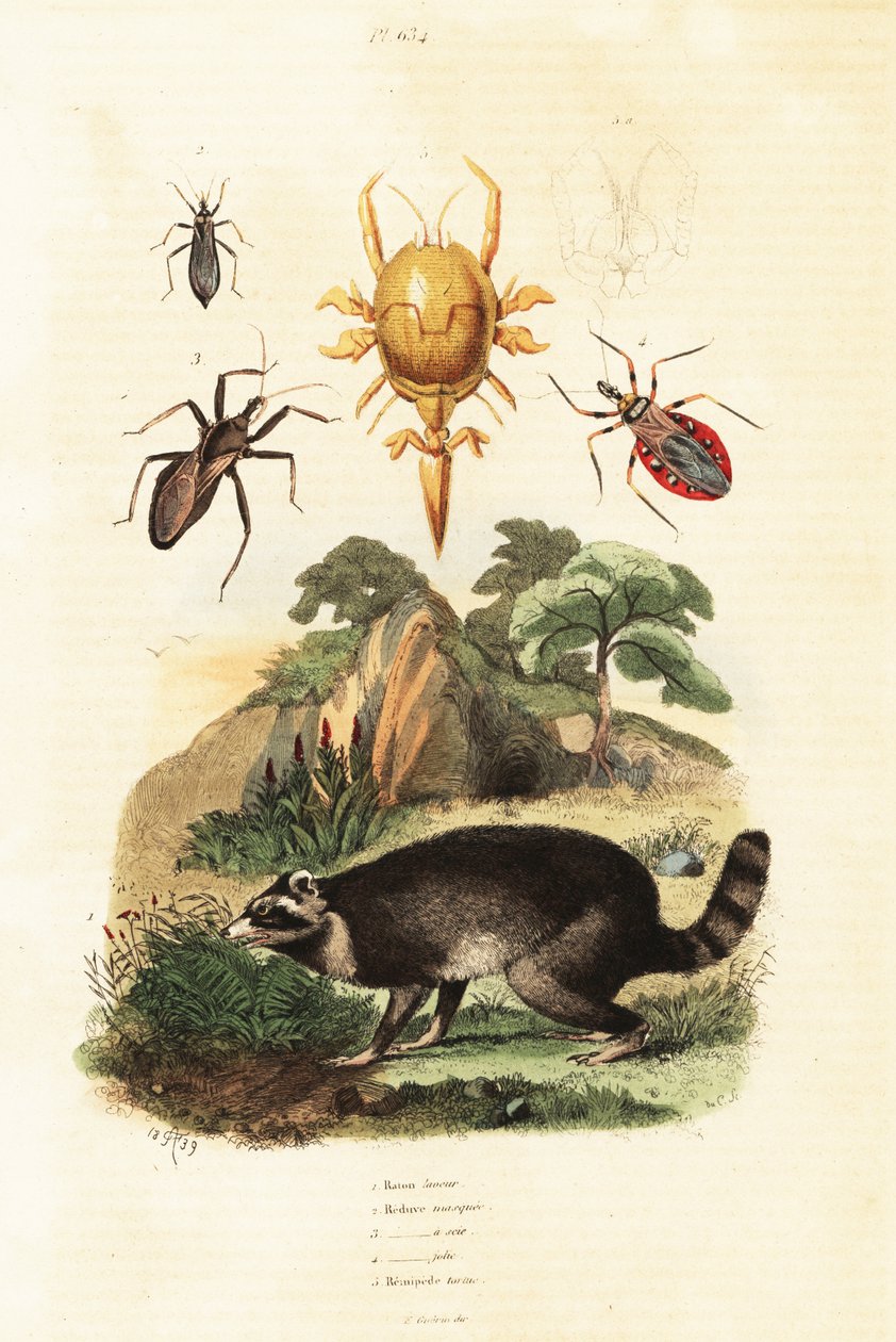 Raccoon and Ticks by Adolph (after) Fries
