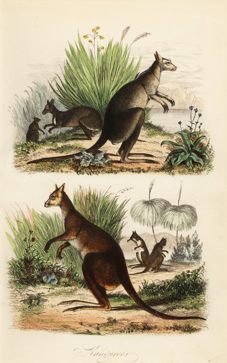Red kangaroo, Macropus rufus (bottom), eastern grey kangaroo, Macropus giganteus (top right), and dusky wallaby, Thylogale brunii (top left) by Adolph (after) Fries