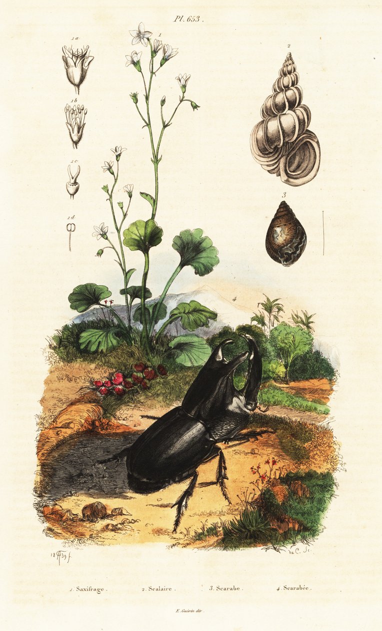 Rhinoceros beetle, snail and saxifrage by Adolph (after) Fries