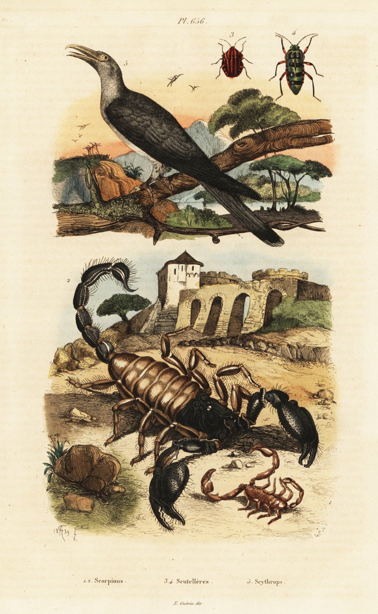 Scorpions and cuckoo by Adolph (after) Fries