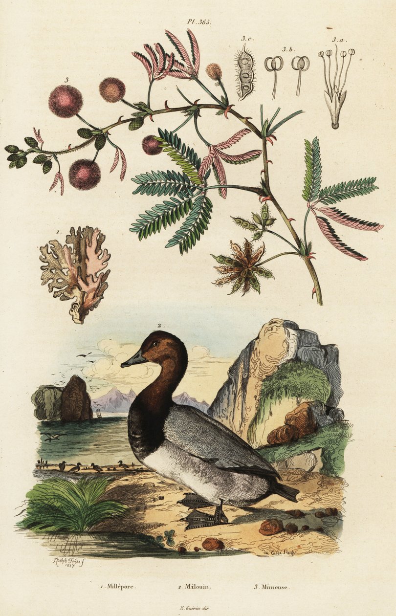 Sea Ginger, Pochard and Sensitive Plant, 1834-1839 (engraving) by Adolph (after) Fries