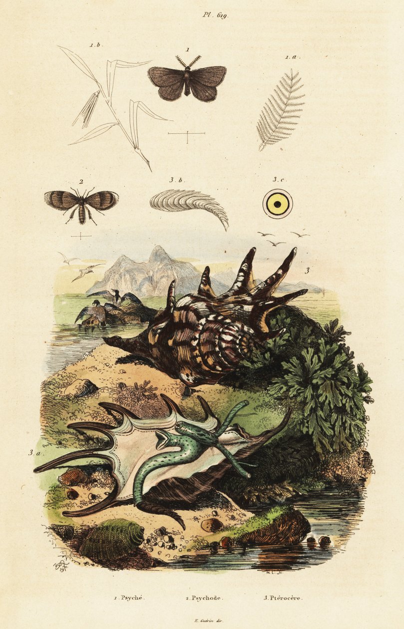 Spider Conch and Drain Flies by Adolph (after) Fries