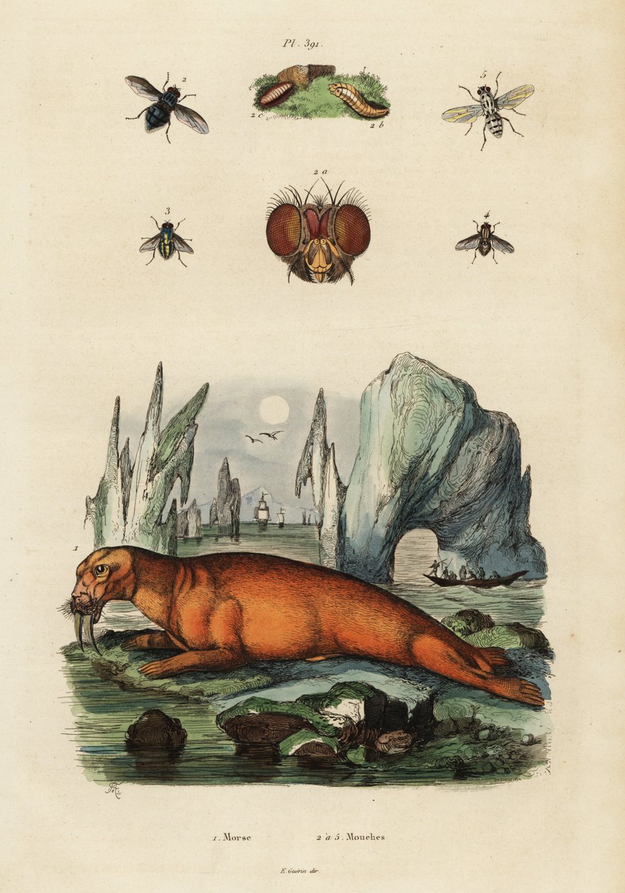 Walrus and Flies, 1834-1839 (engraving) by Adolph (after) Fries