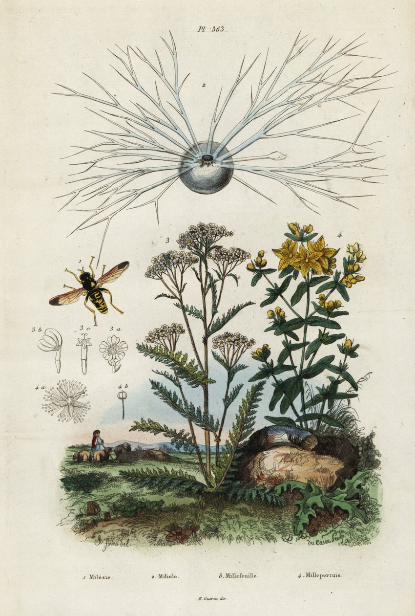 Yarrow, St Johns-wort, foraminifera and hoverfly by Adolph (after) Fries
