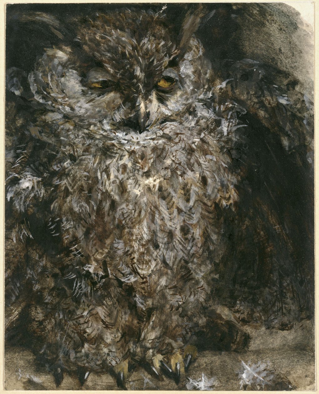 The Long-eared Owl. From the "Children