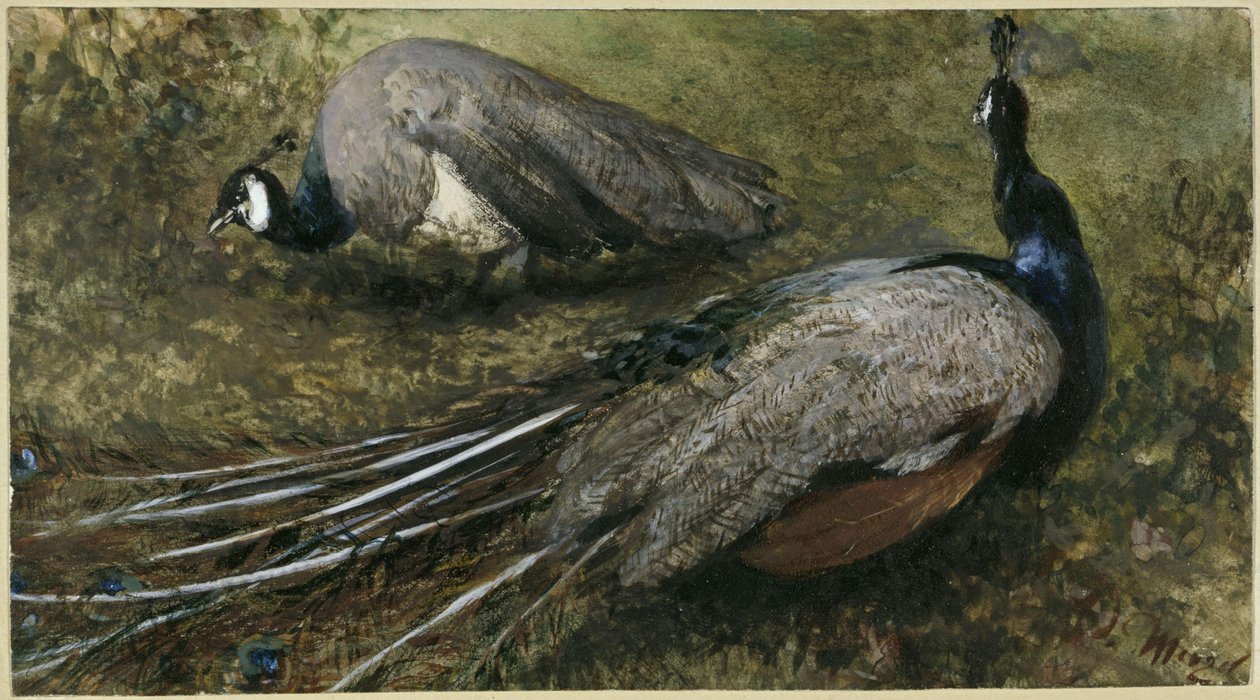 The Two Peacocks. From the "Children