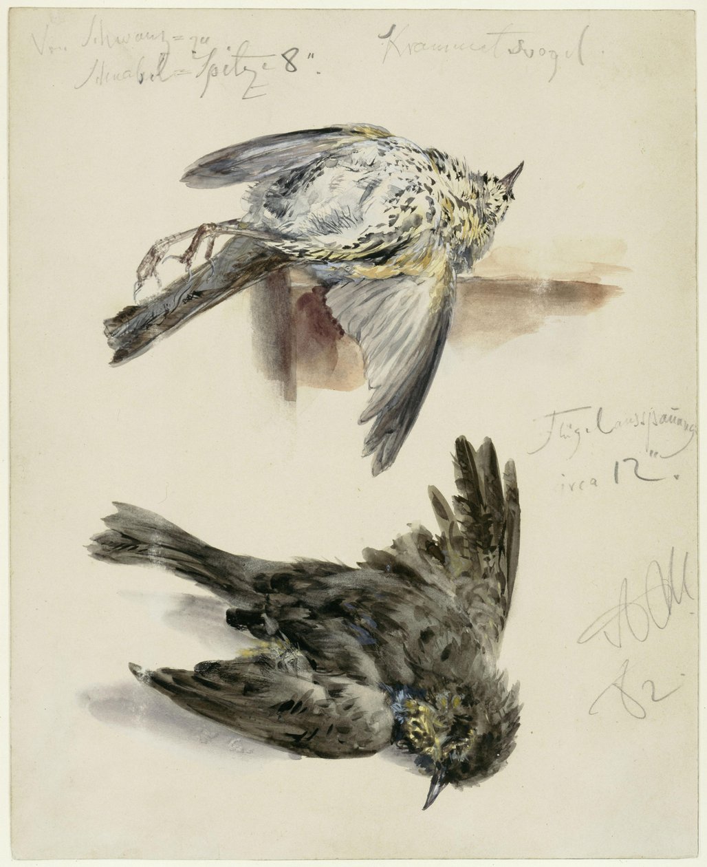 Dead Thrush in Two Views by Adolph Menzel