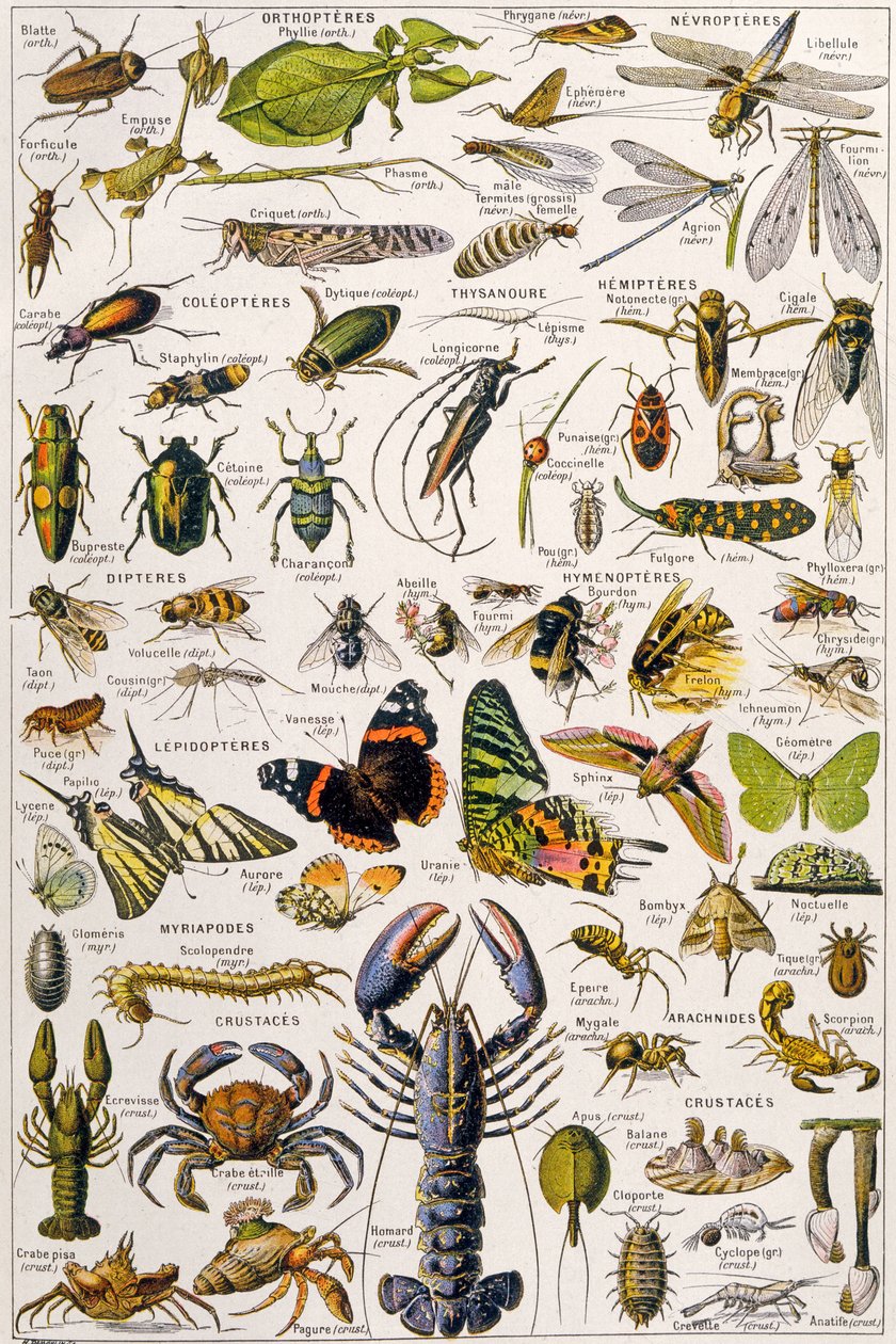 Illustration of Various Invertebrates c.1923 by Adolphe Philippe Millot