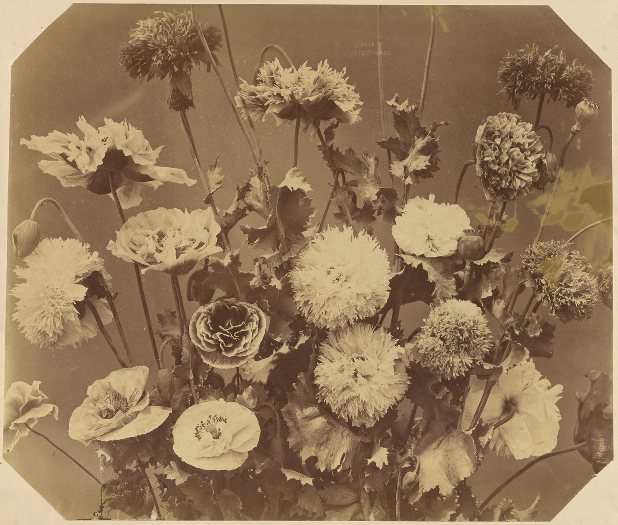 Flowers by Adolphe Braun
