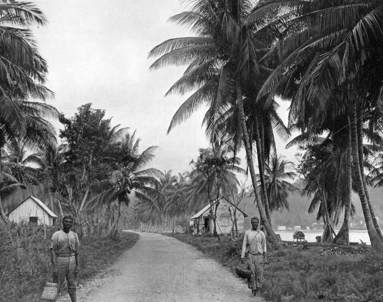Coconut grove, Port Antonio, Jamaica, c1905 by Adolphe Duperly and Son