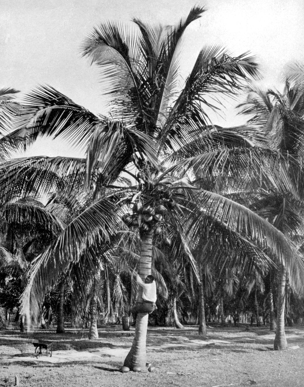 Picking coconuts, Jamaica by Adolphe Duperly and Son