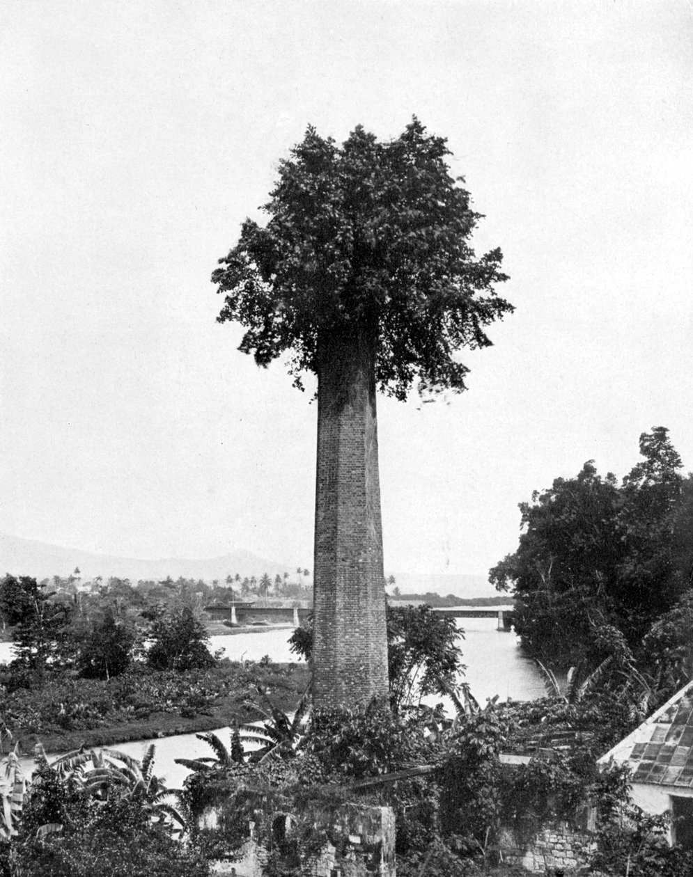 Tree Growing Out Old Sugar Estate Chimney, Jamaica by Adolphe Duperly and Son