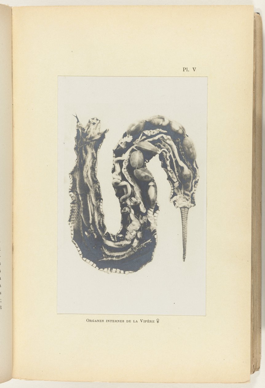 Dissected Adder with Visible Organs by Adolphe Louis Donnadieu